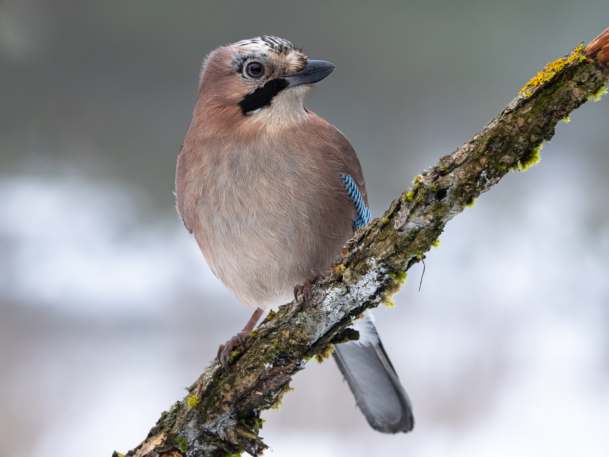 Eurasian jay (Garrulus glandarius)