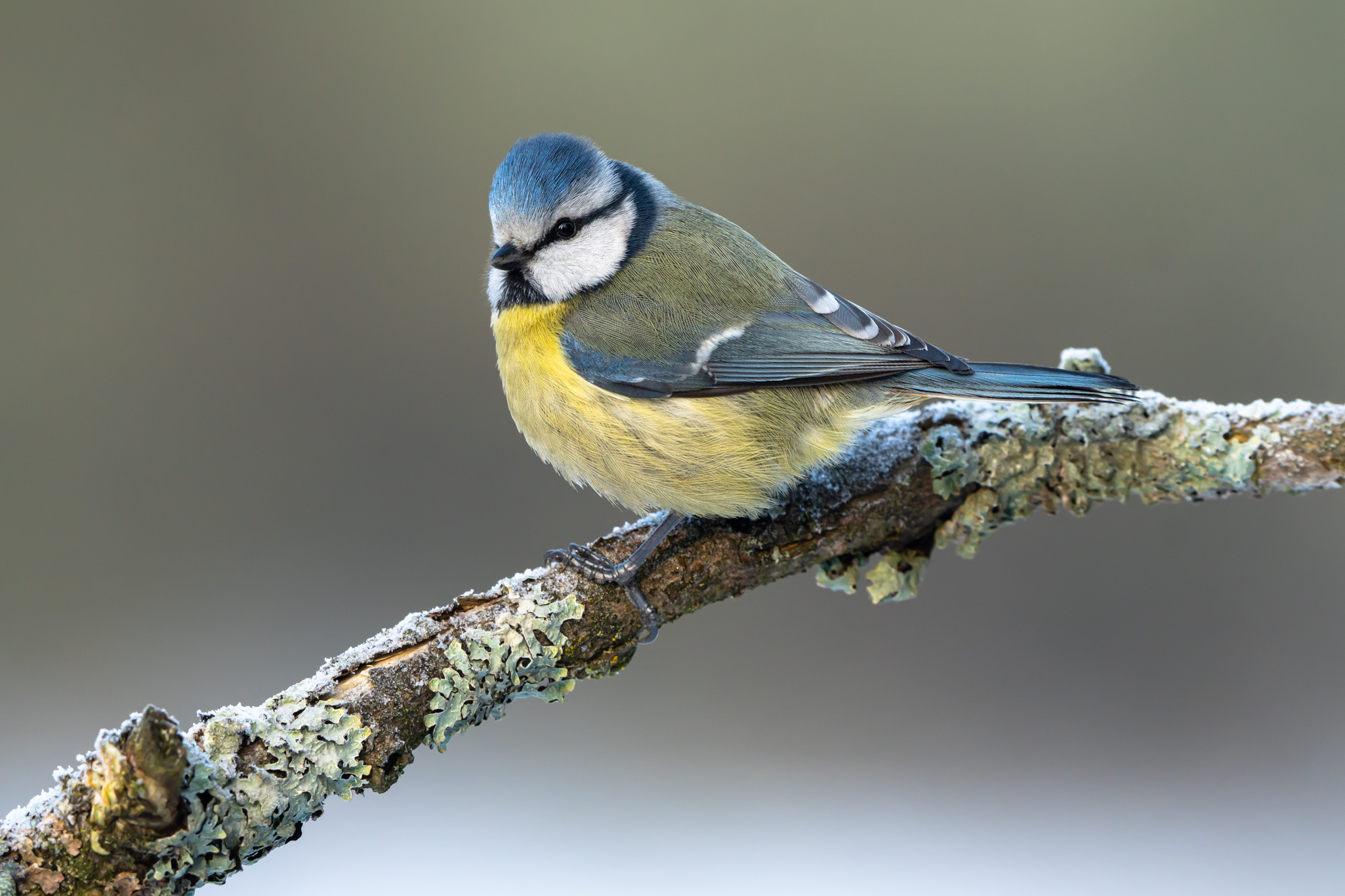 Blue tit (Cyanistes caeruleus)