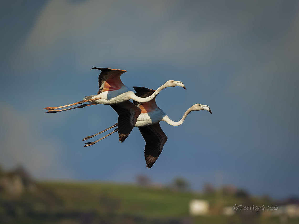 The dos Flamingos...