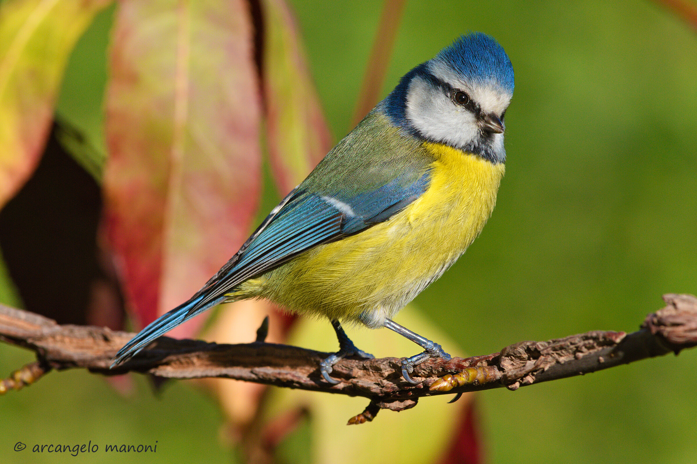 When a cinciarella poses for the photographer
