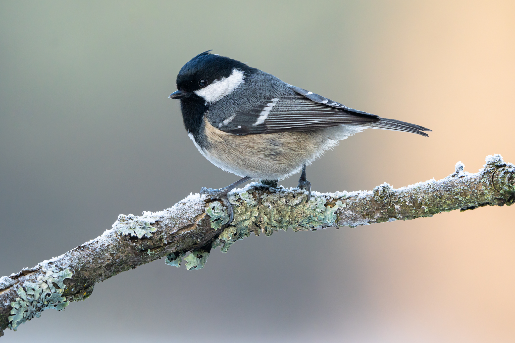 Coal tit (Periparus ater)