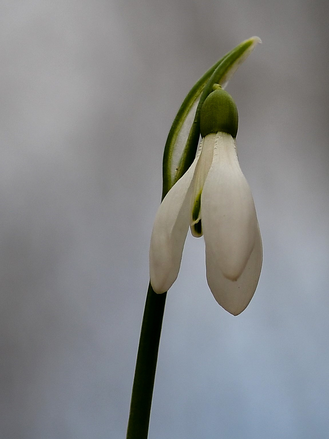 Snowdrops
