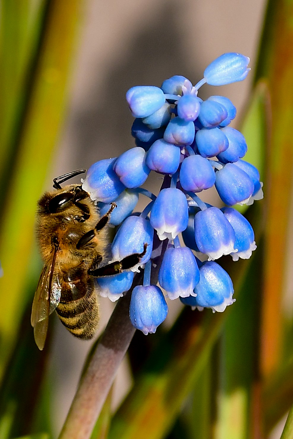 Bee on muscari