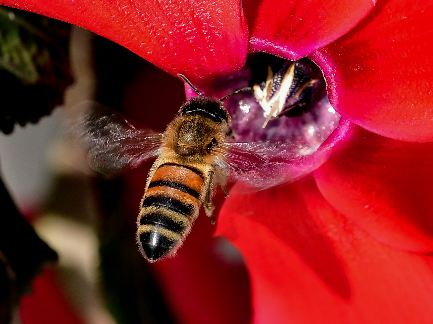 Bee on cyclamen