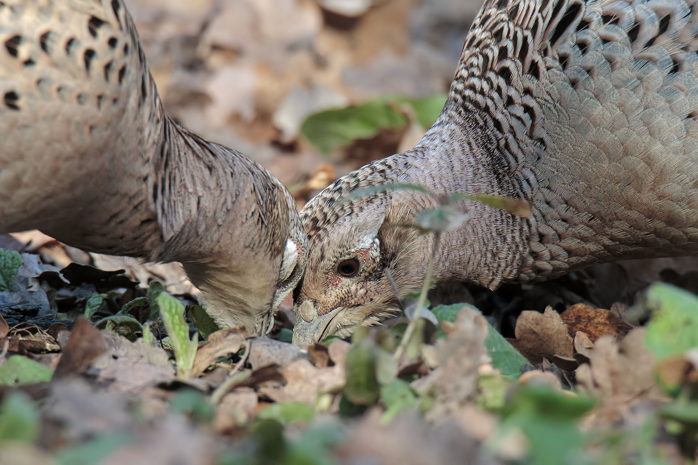 Tête à tête tra amiche (Fagiane)