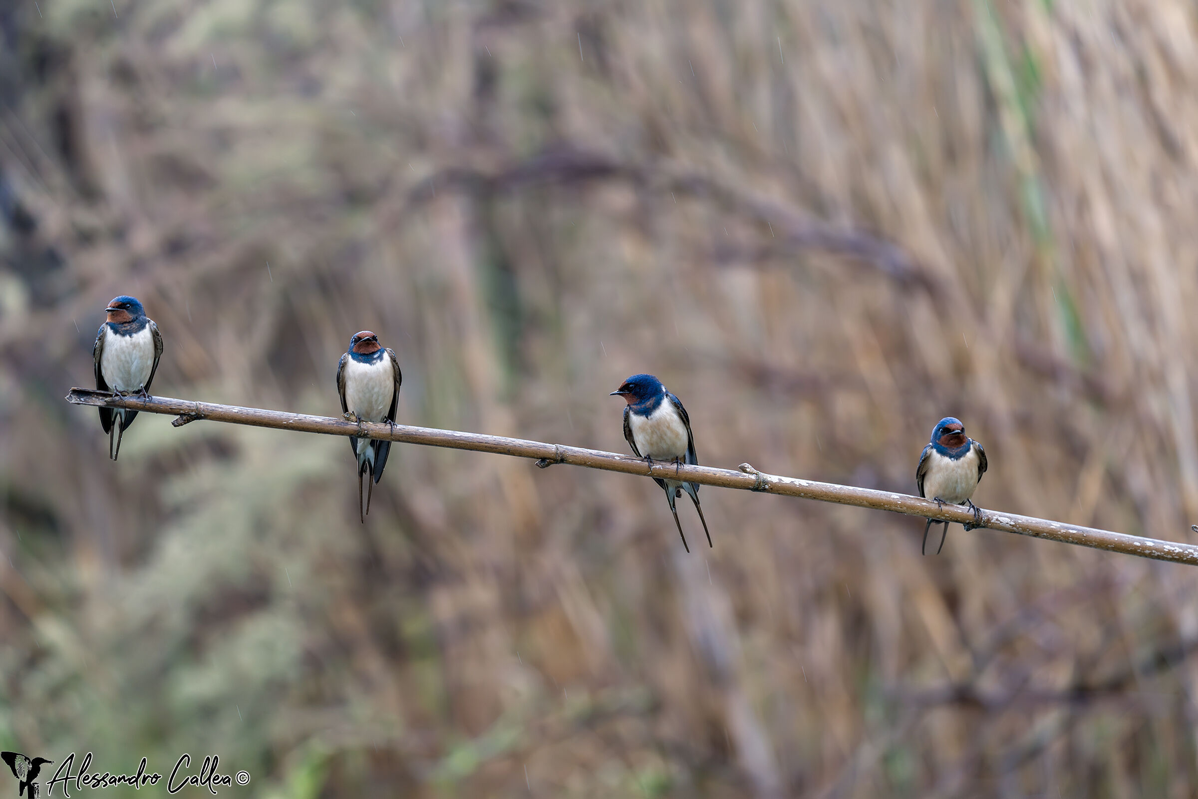 Dopo il trio ecco il quartetto :-)