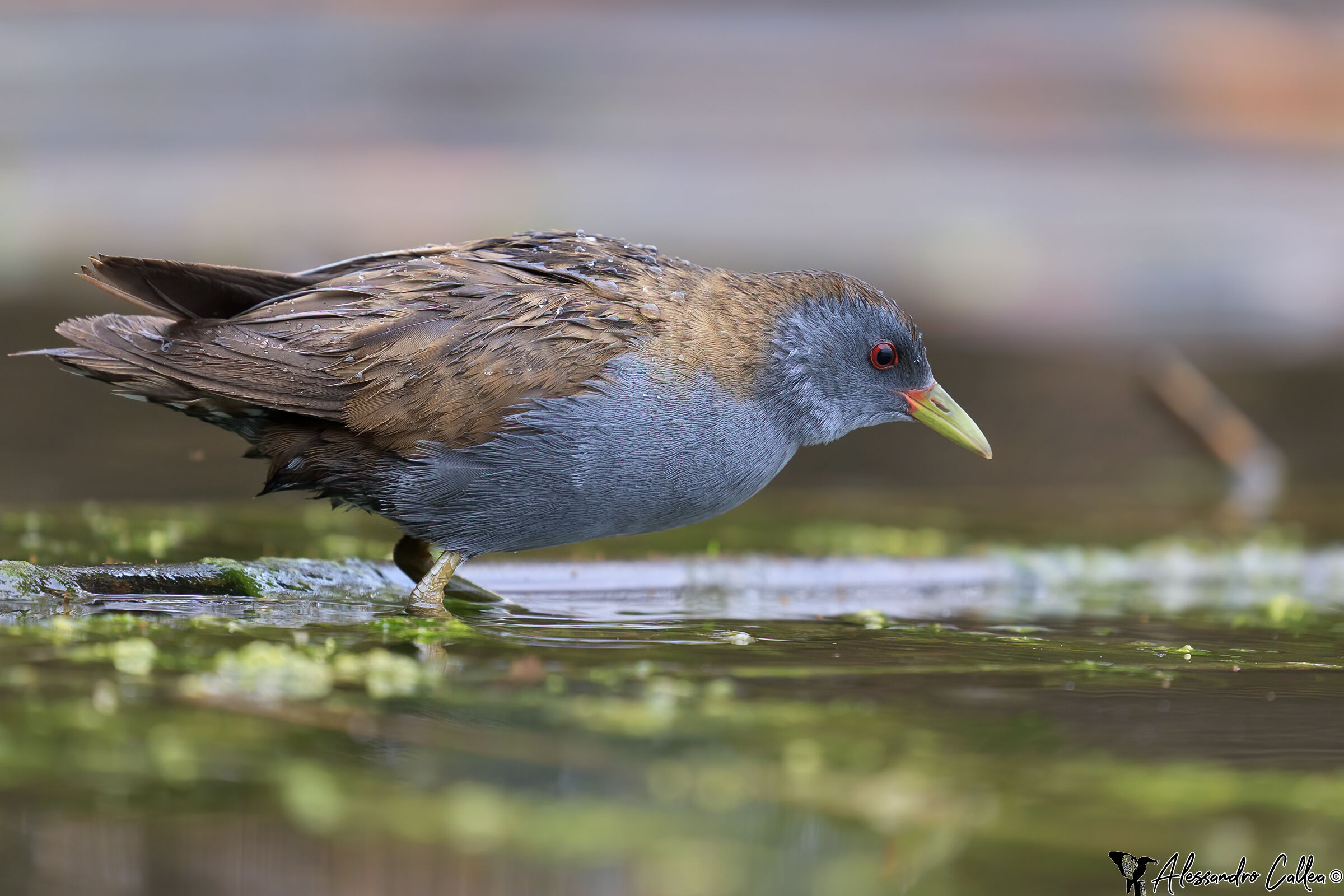 Schiribilla a tu per tu