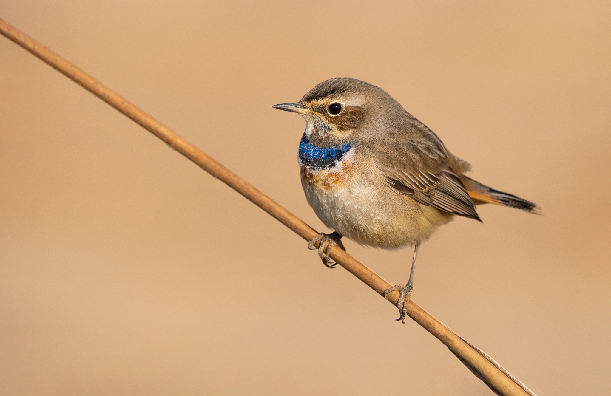 Bluethroat