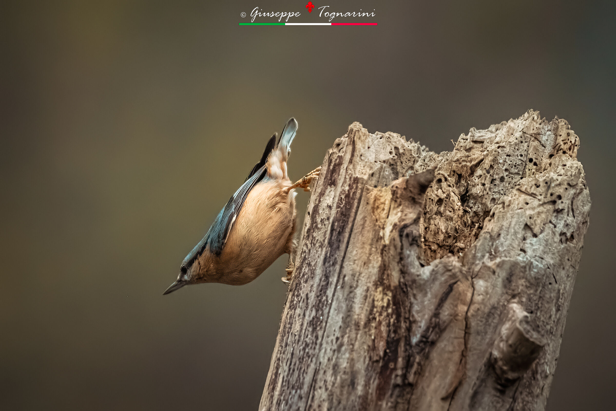 Il picchio sul tronco n.2