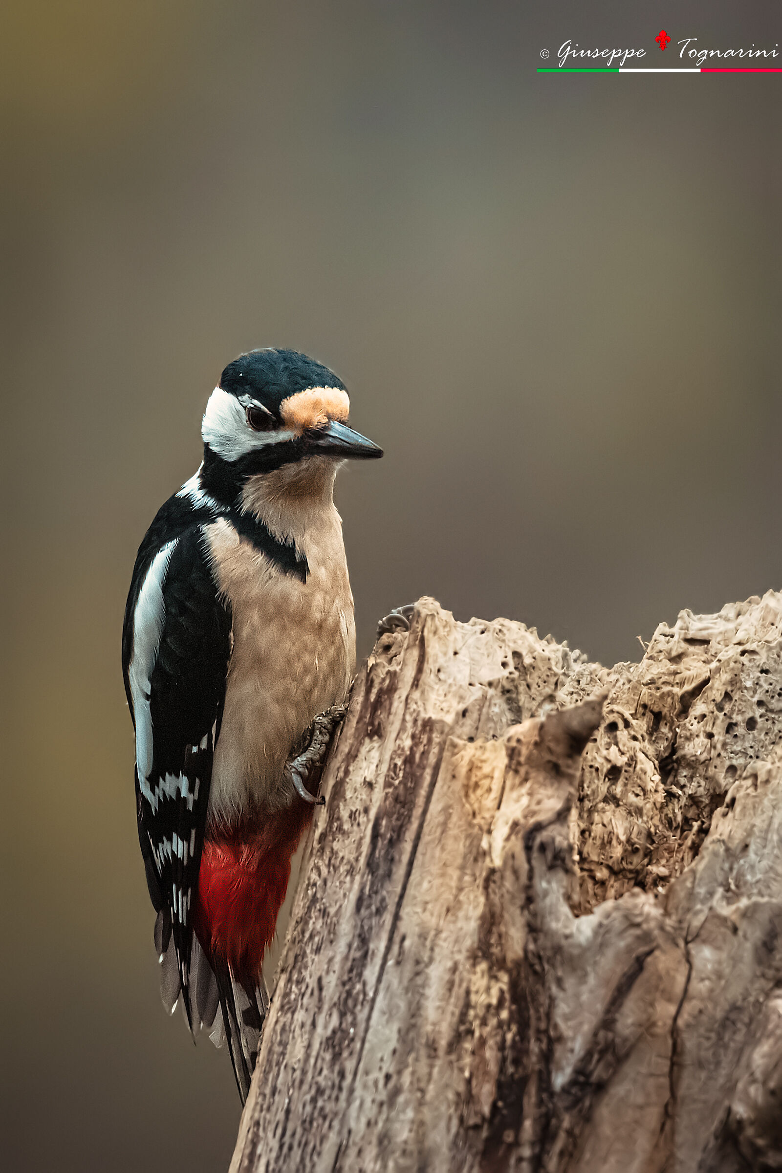 il picchio pensieroso