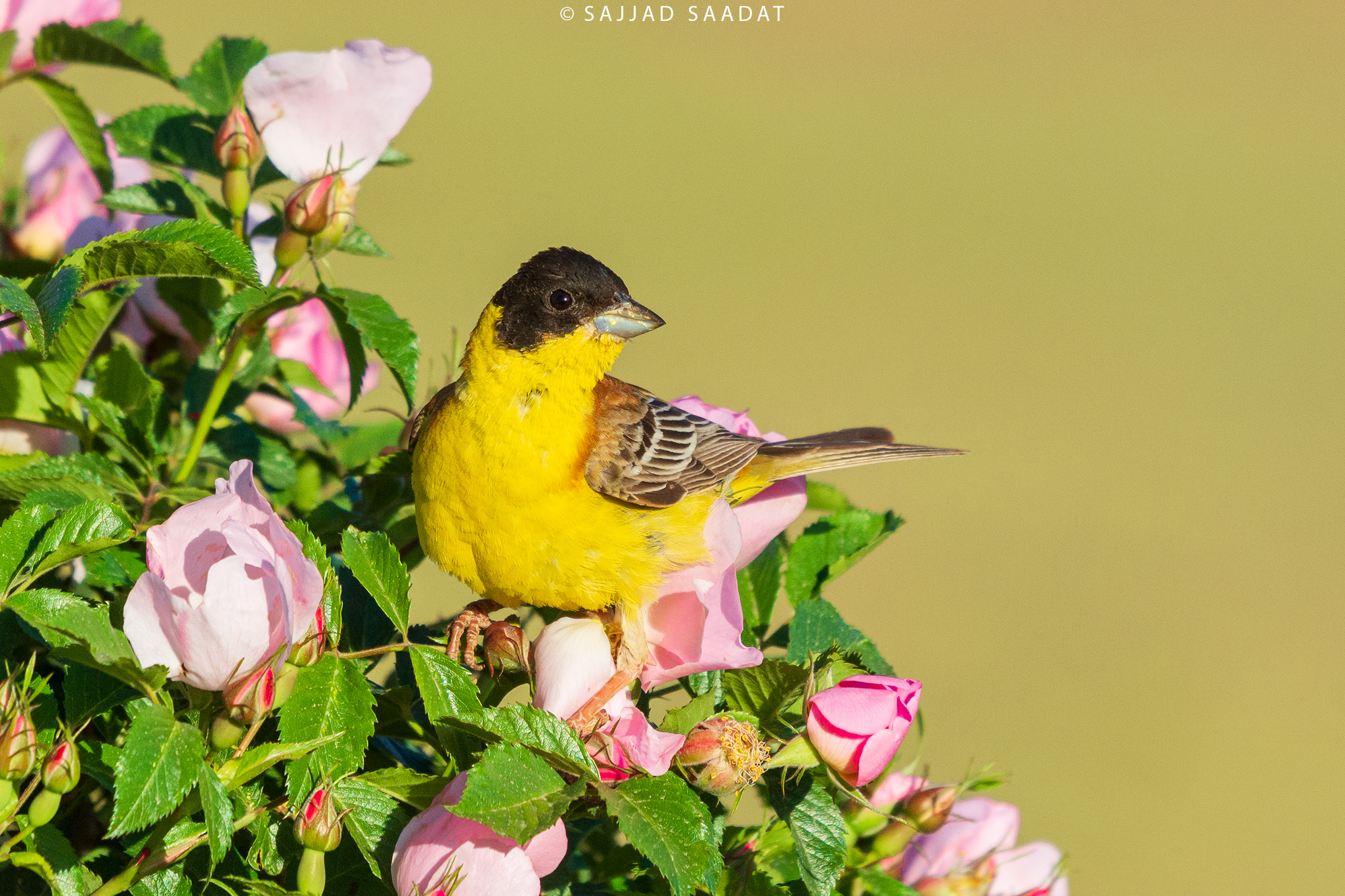 Black-headed bunting