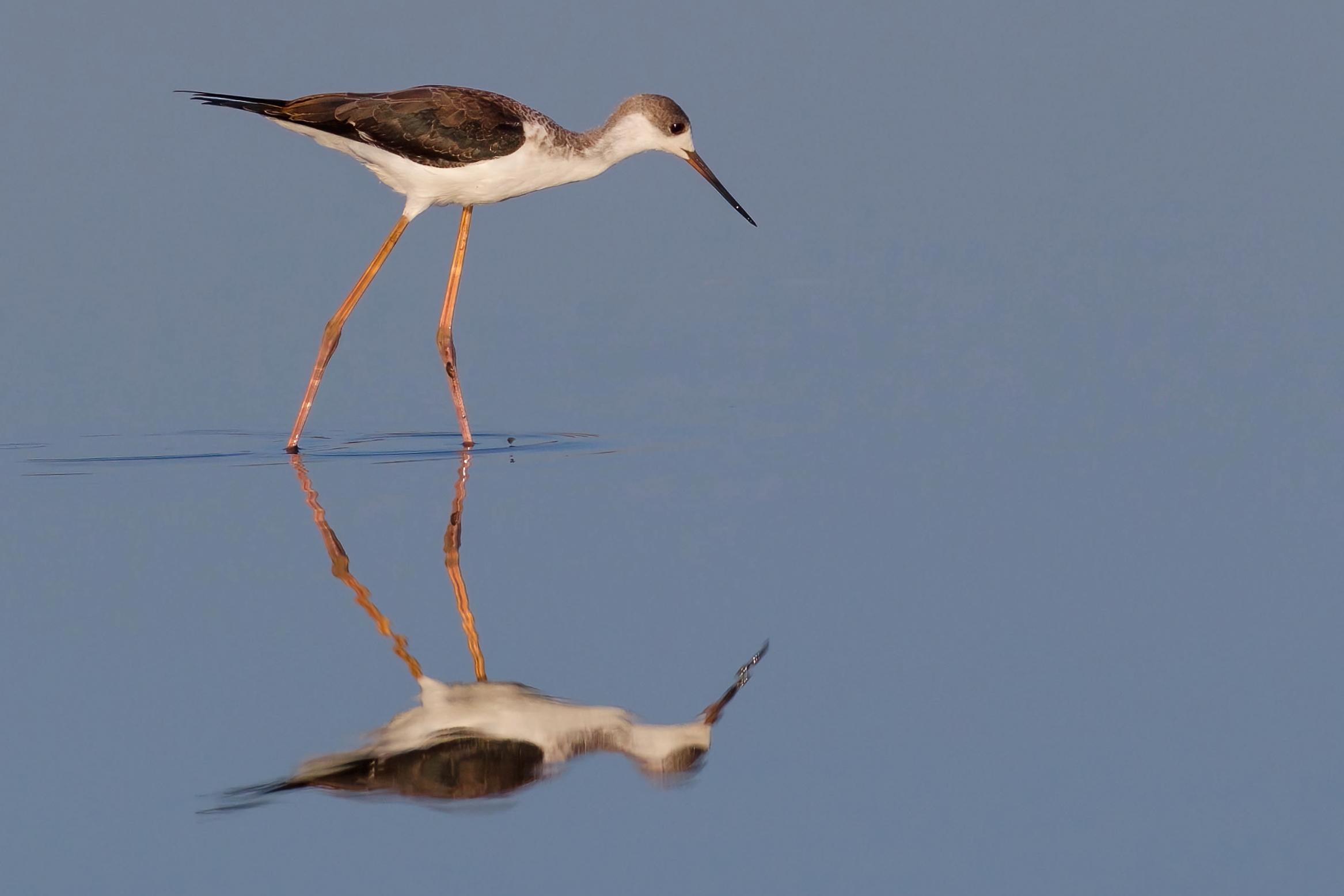 Two Steps with the Knight