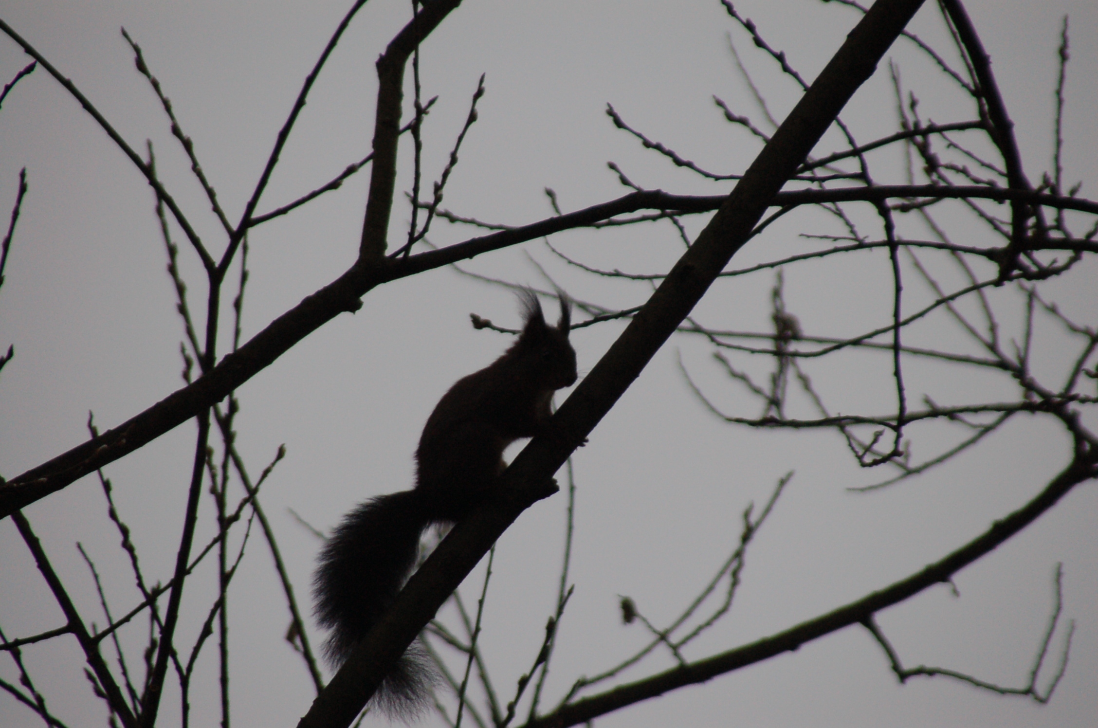 European Common Squirrel (Sciurus vulgaris) - February