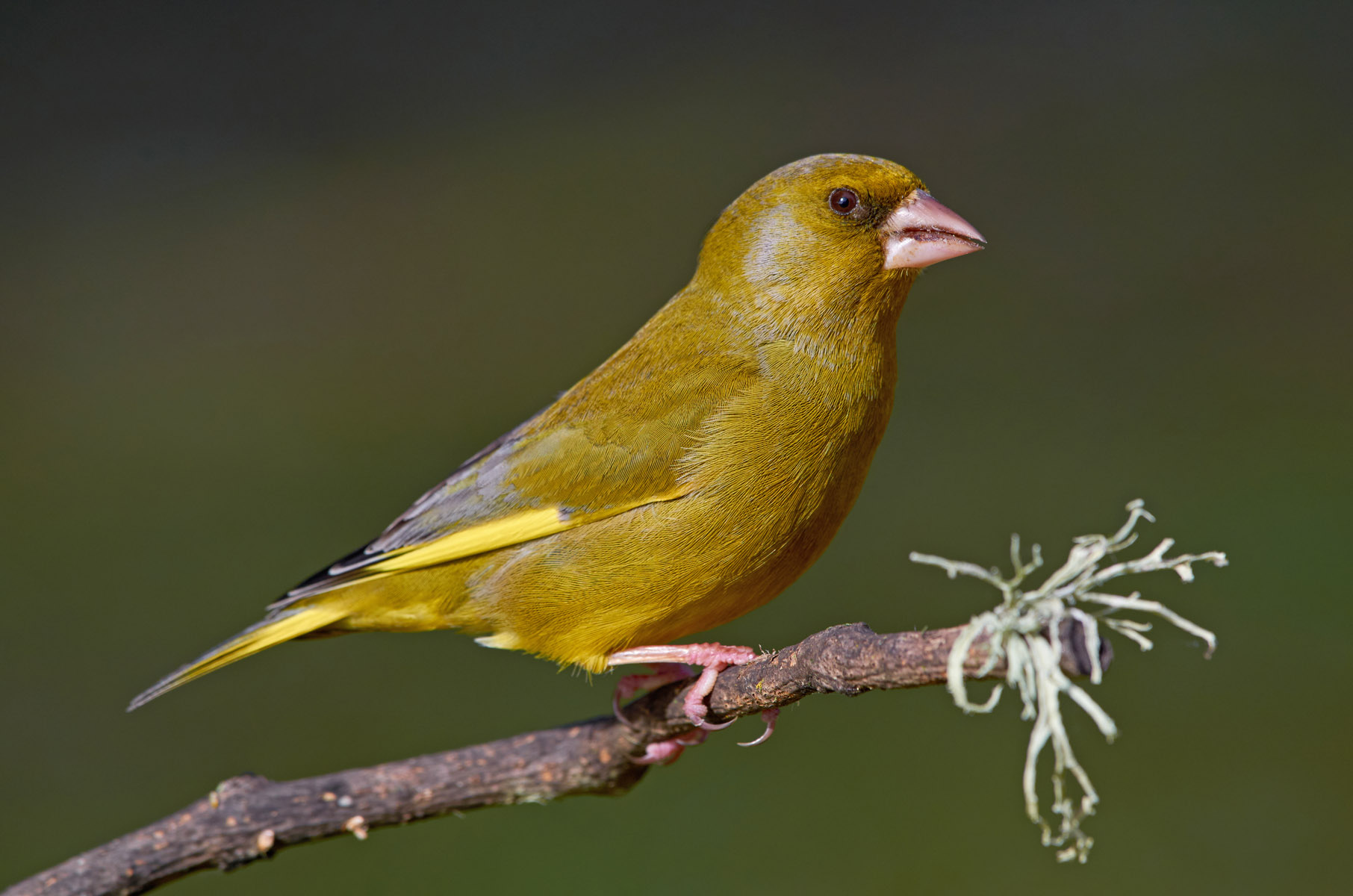 European greenfinch (M)