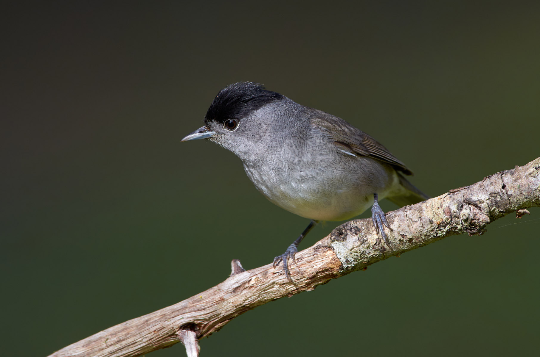 Berretto nero eurasiatico (M)