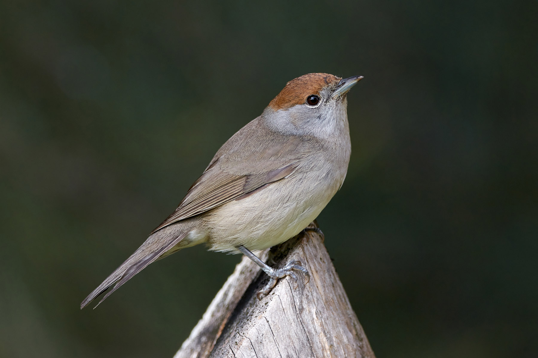 Eurasian blackcap (F)
