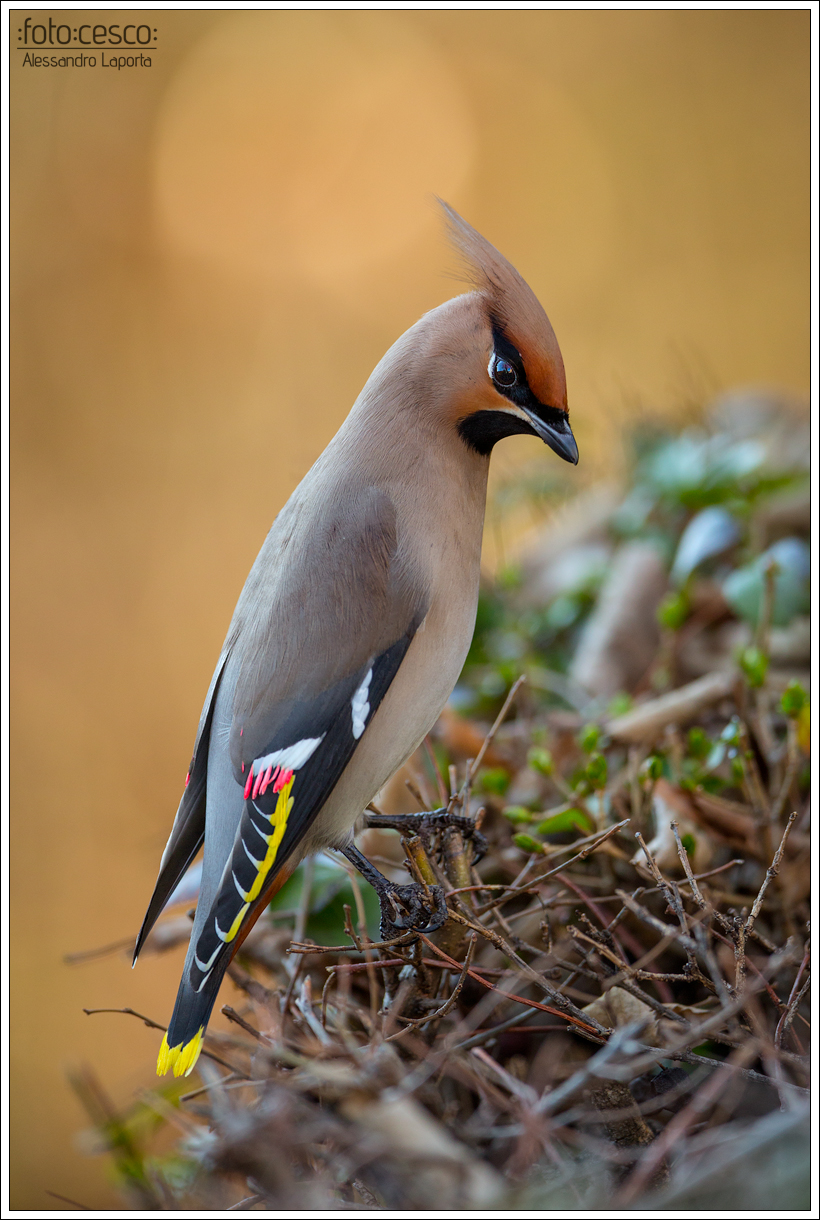 Bombycilla garrulus? - "Bohemian Waxwings in Udine&quot...