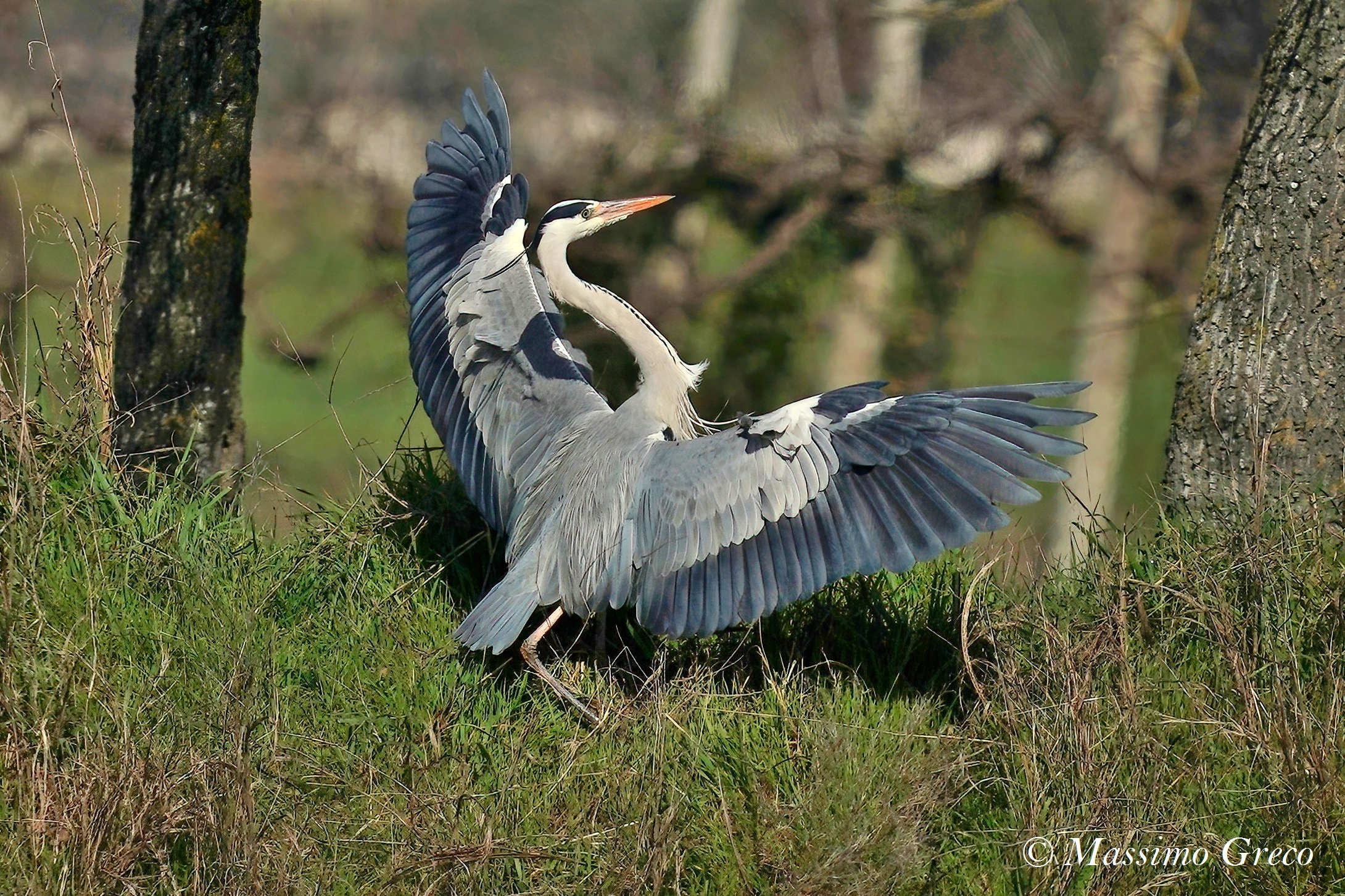 Gray heron