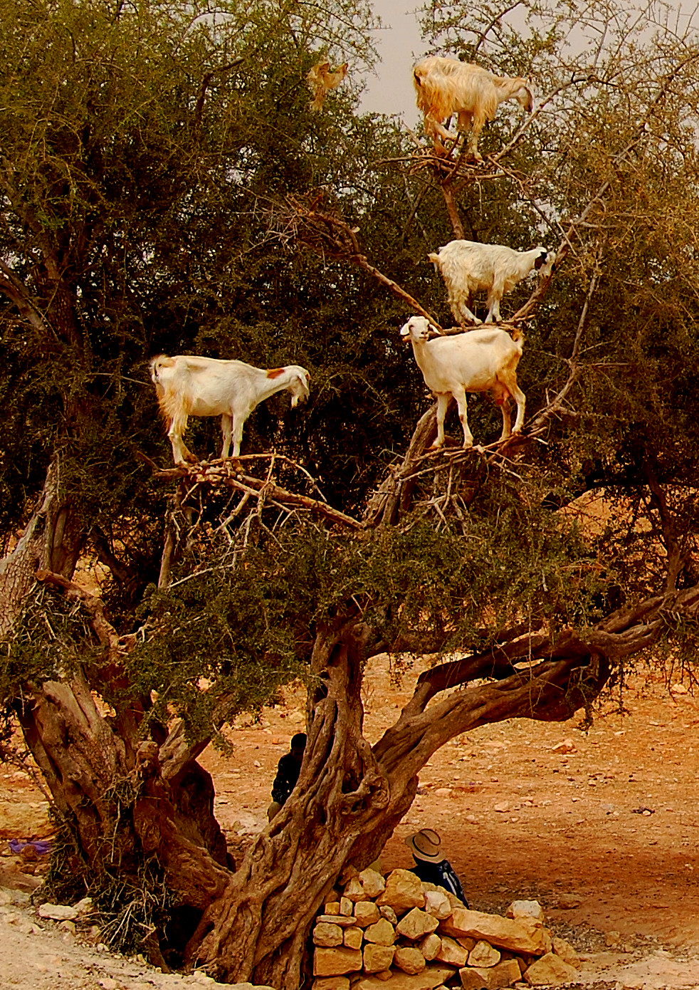 Morocco: delicious goats of thorny Argania seeds