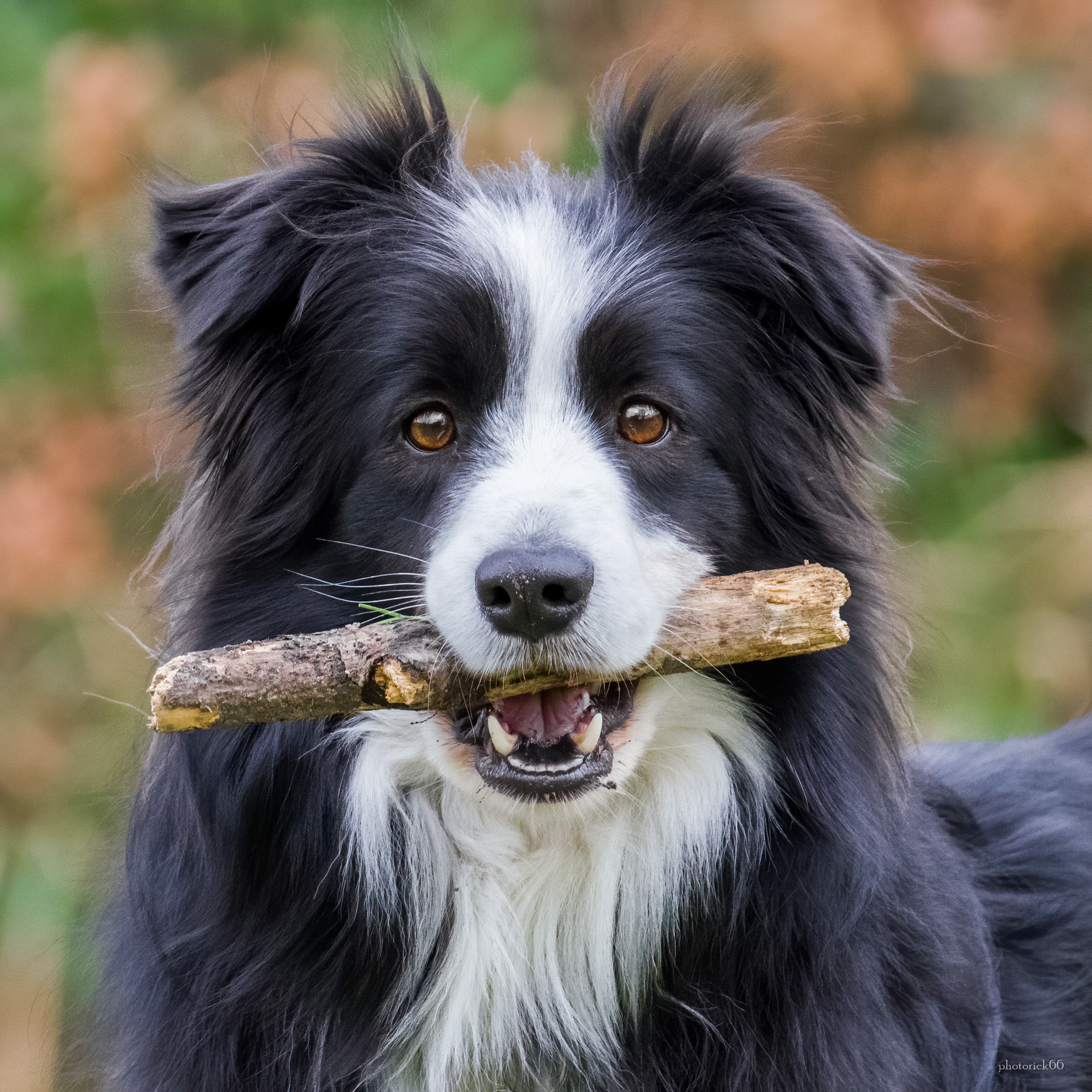 ... il miglior amico dell'uomo