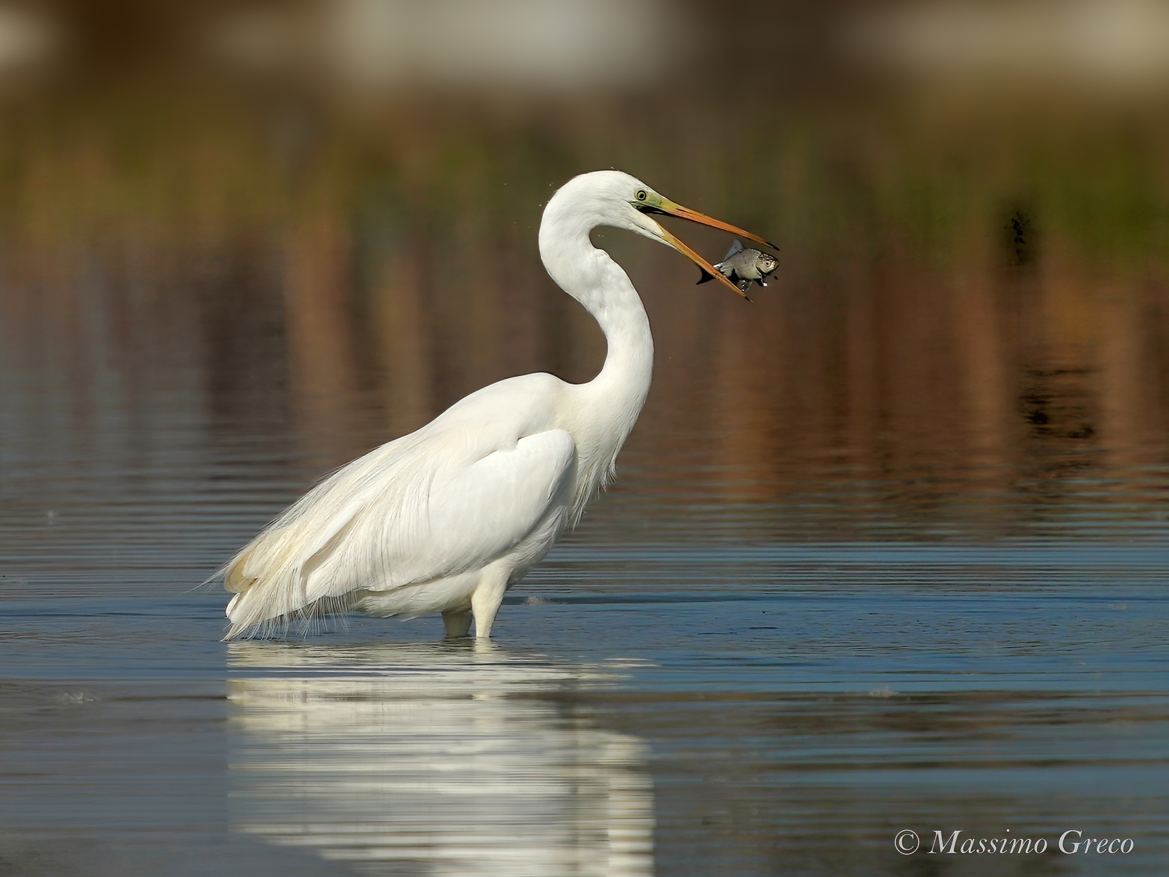 Greater white heron