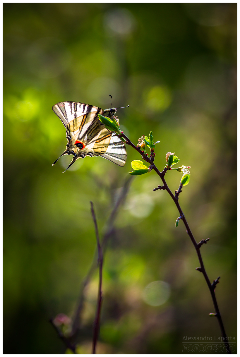 Iphiclides podalirius - Podalirius
