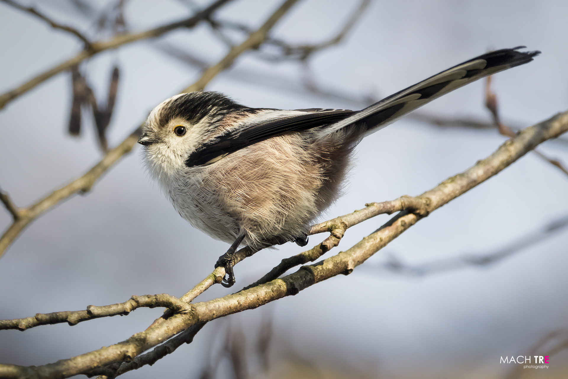Codibugnolo (Aegithalos caudatus)