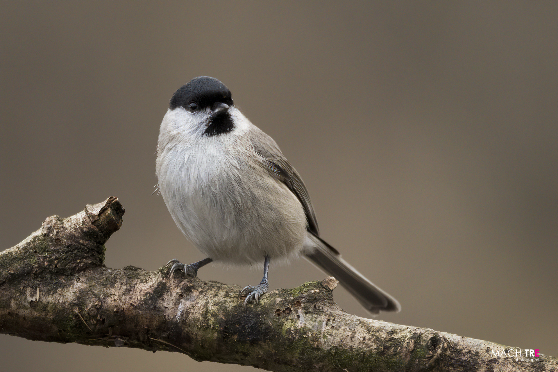 Cincia bigia (Poecile palustris)