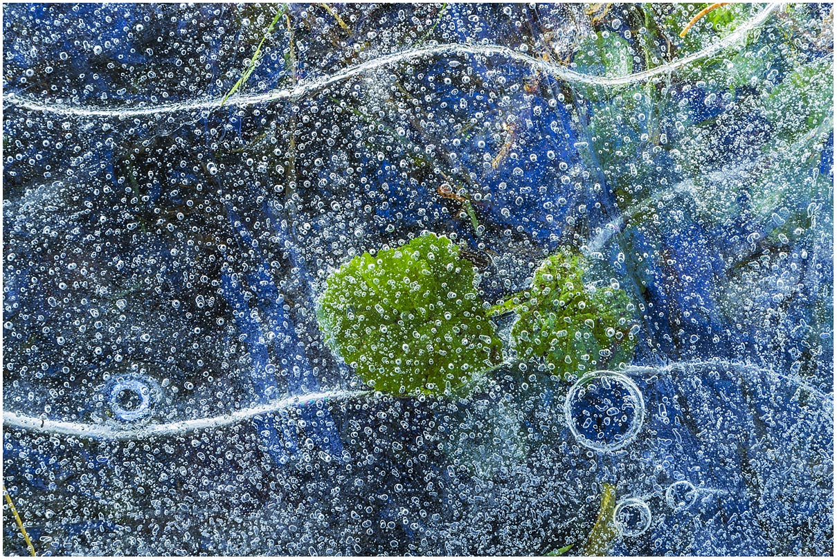 leaves in the ice