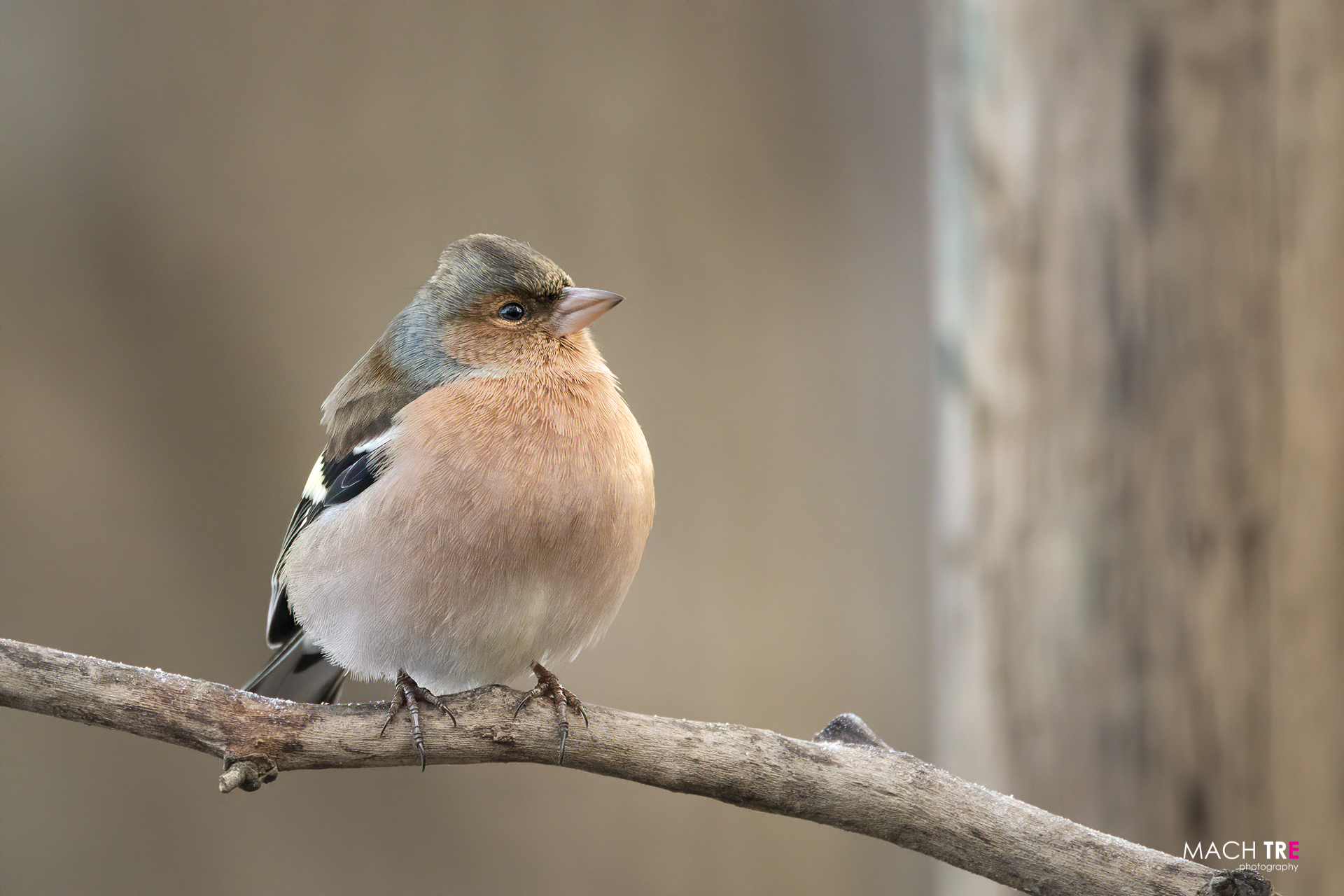 Finch (Fringilli coelebs)
