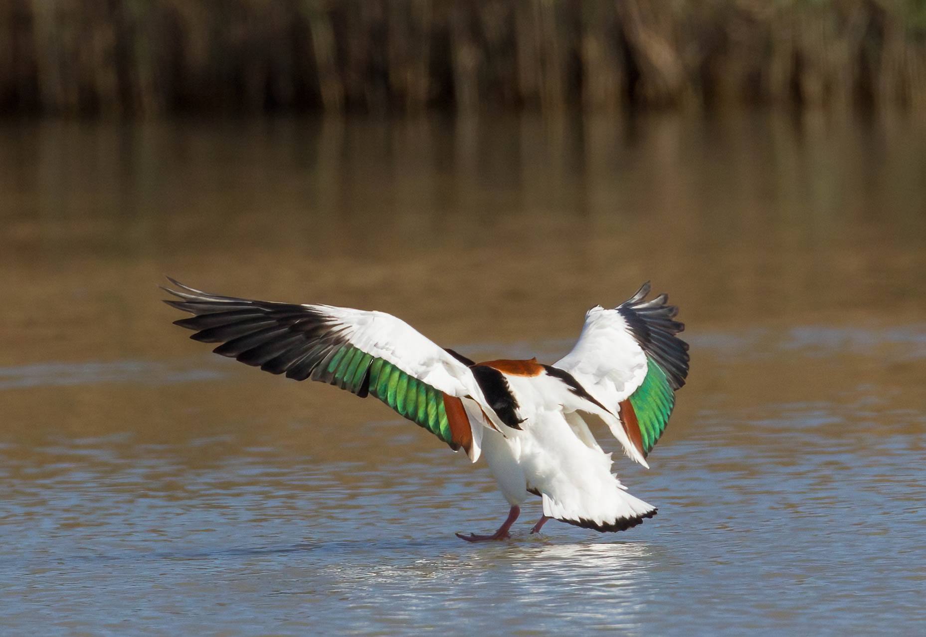 L'arrivo della volpoca
