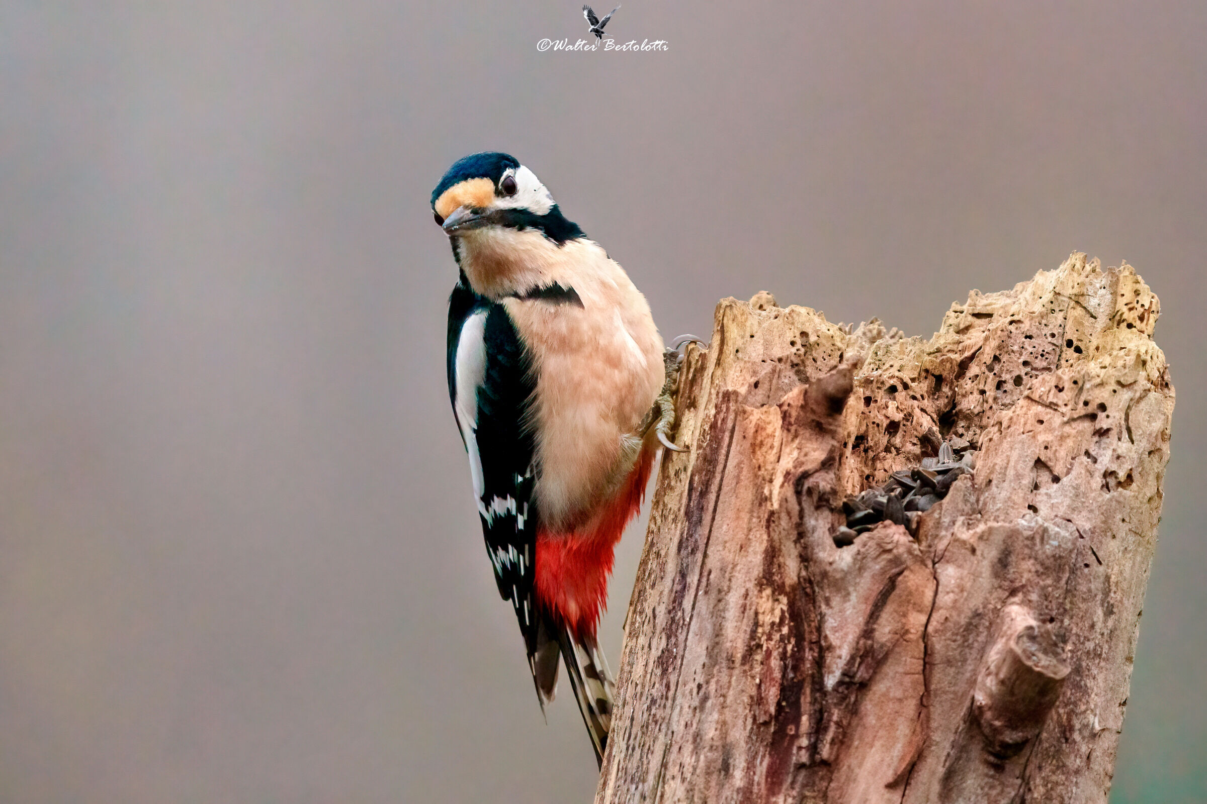 I'm going, I'm not going... woodpecker that dilemma