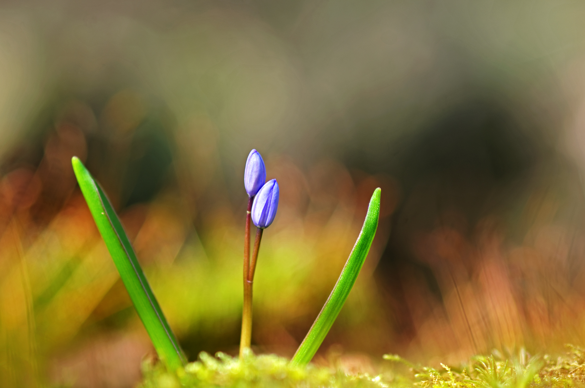 Scilla