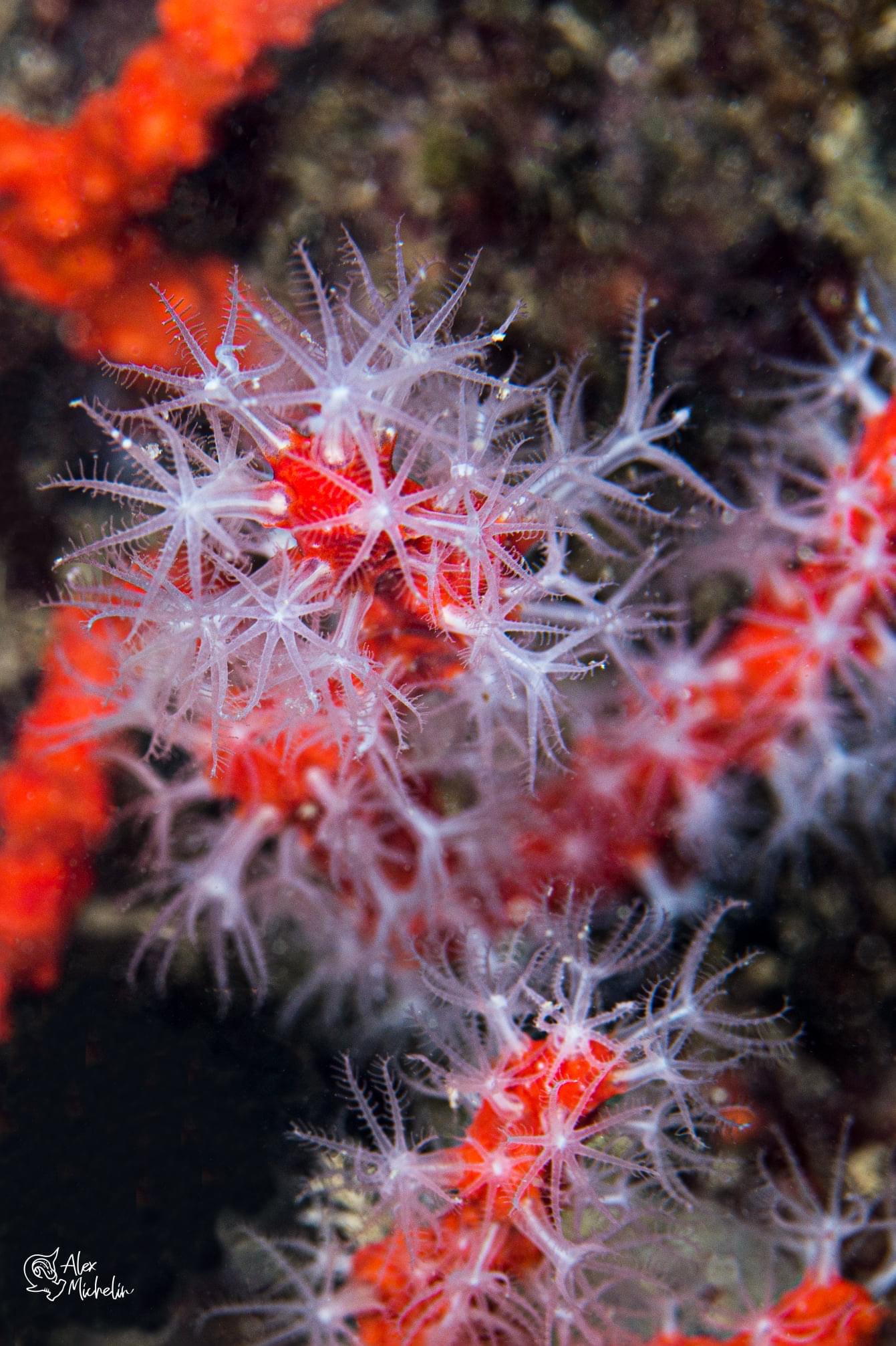 Meraviglie subacquee