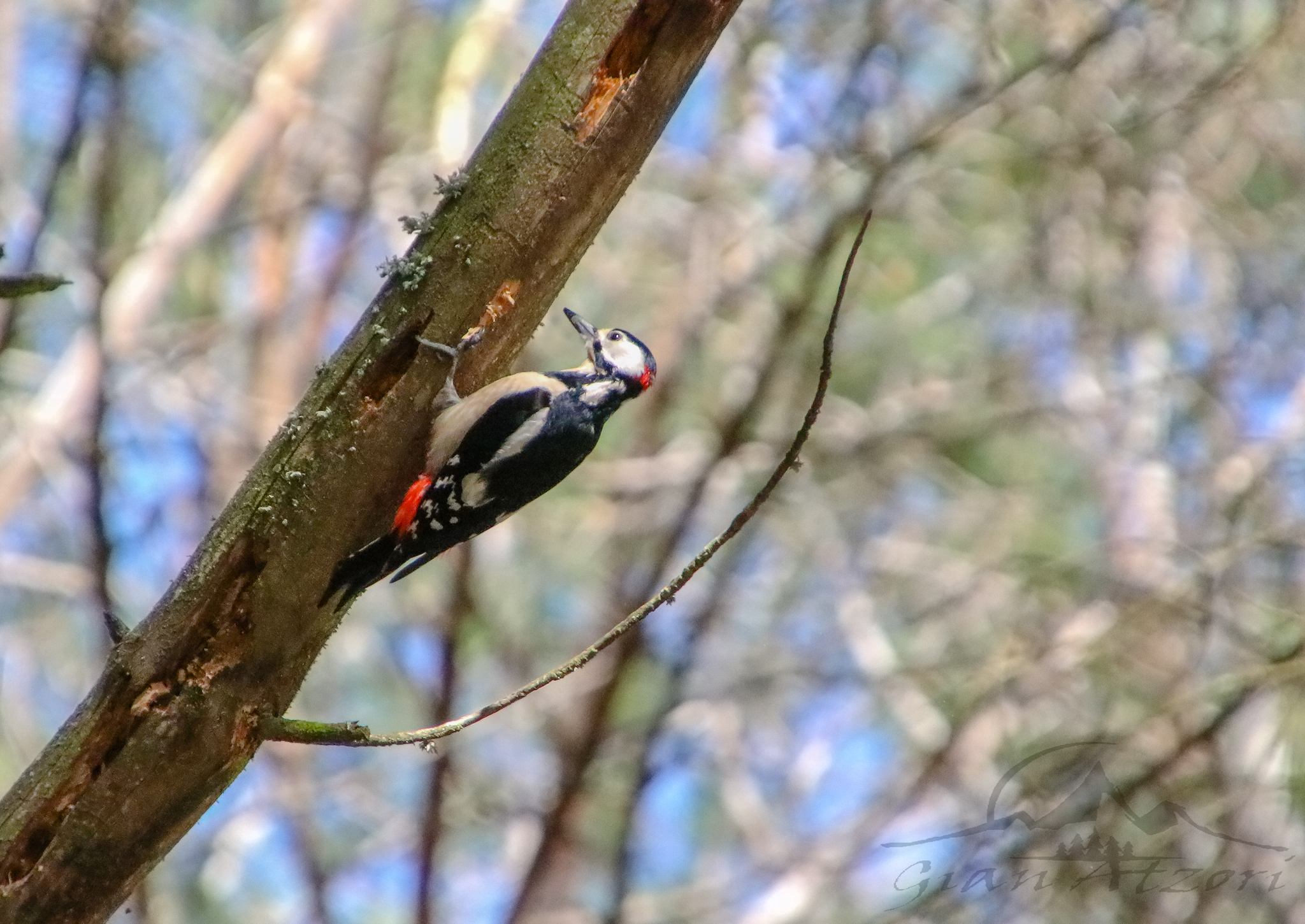 Greater red woodpecker