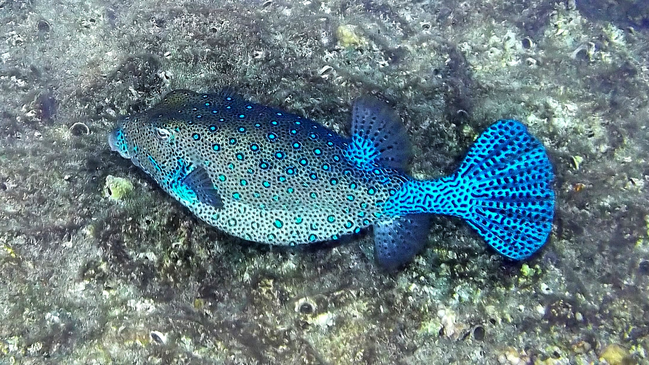 Fish Blue box. Marsa Alam (Red Sea) Egypt