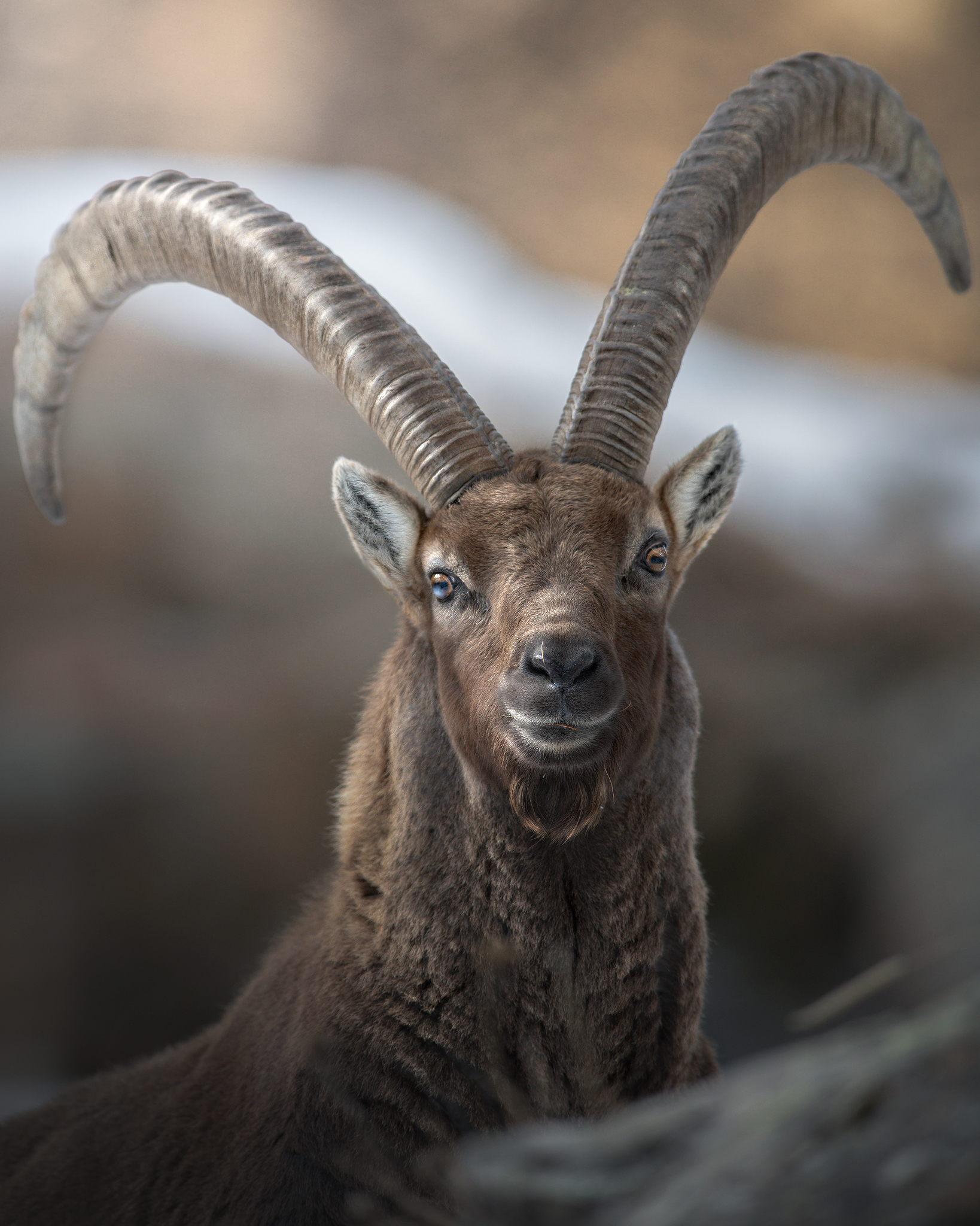 Alpine Ibex, close up