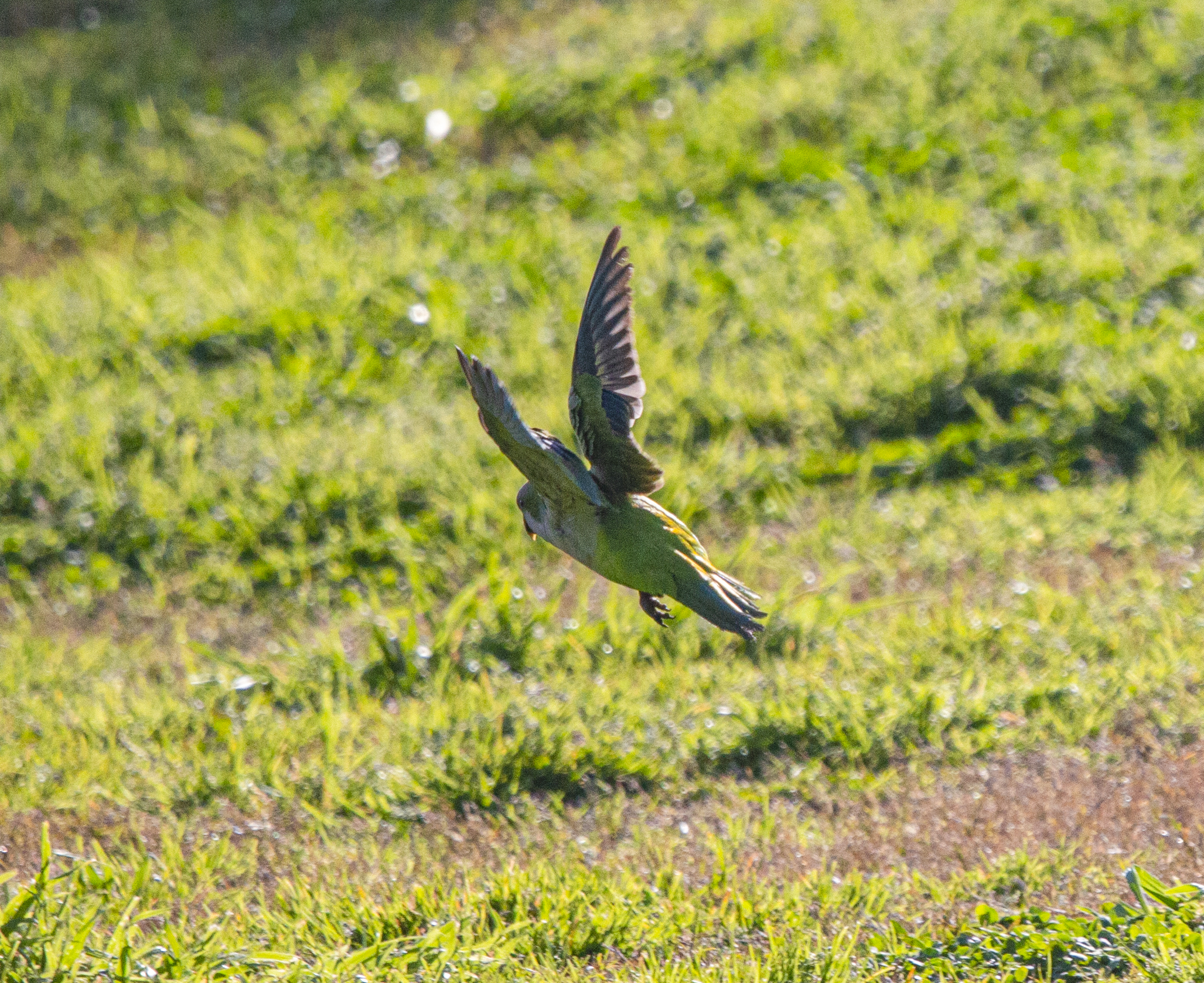 Parrocchetto monaco in volo