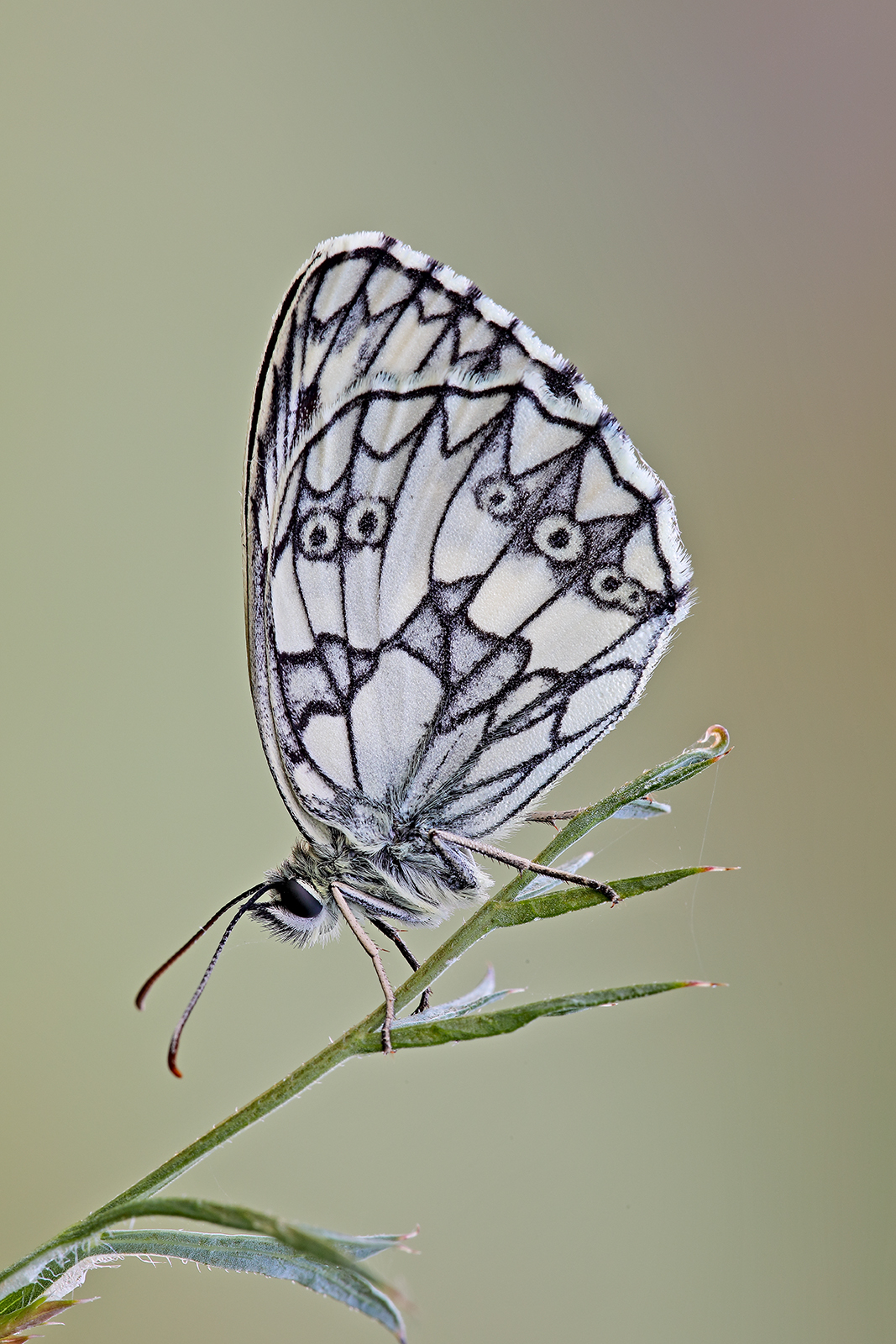 Melanargia galathea