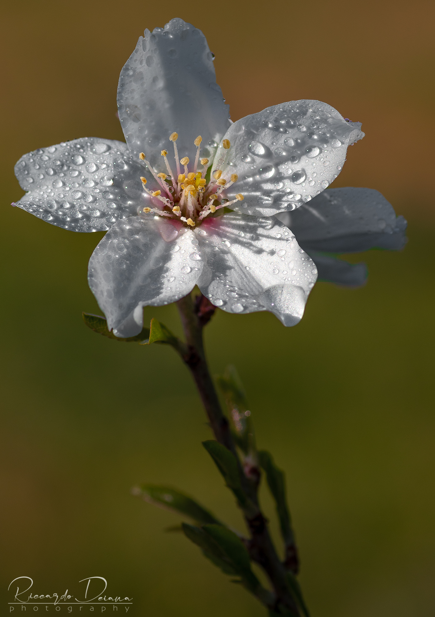 Profumo di primavera