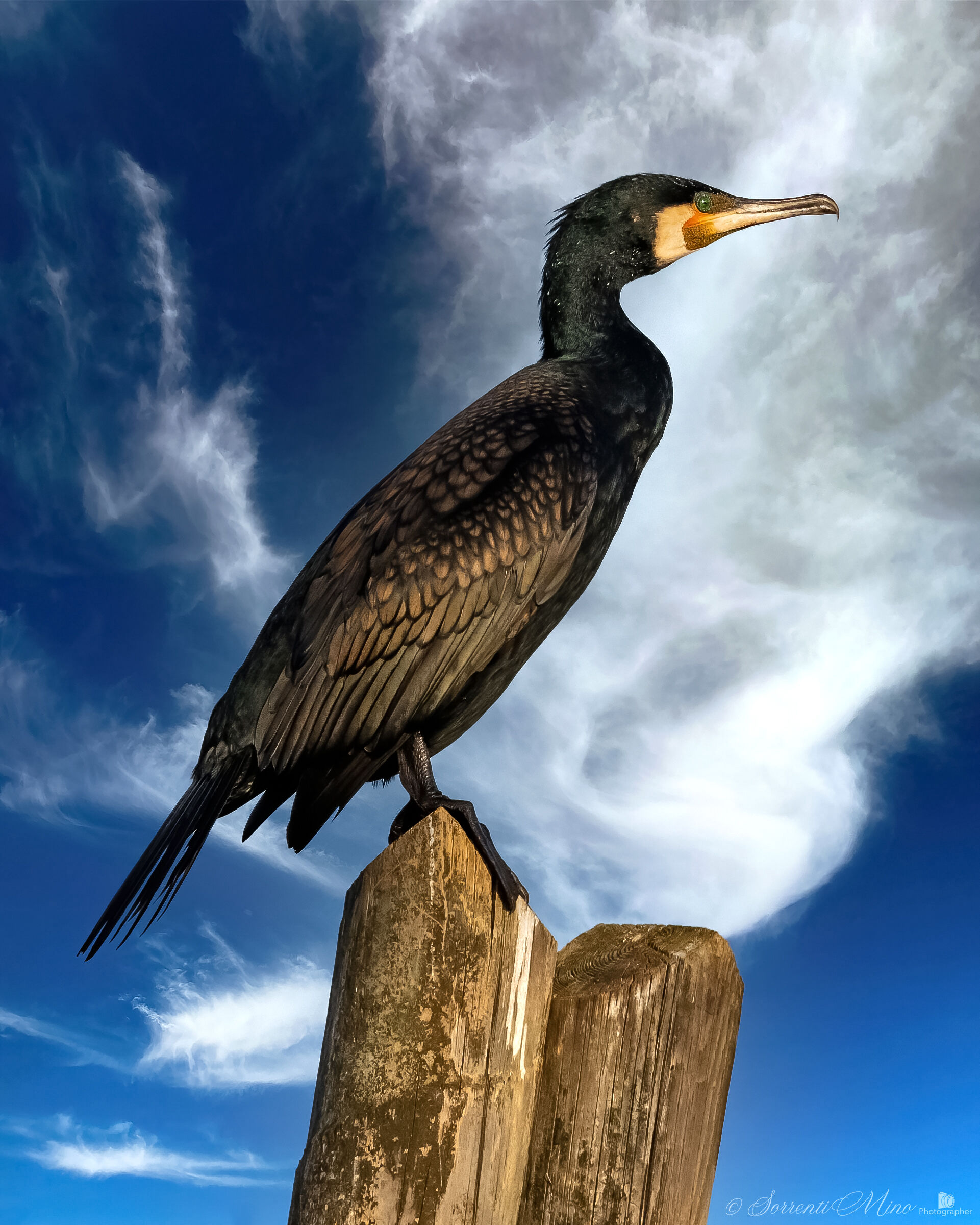 Cormorano in vedetta !