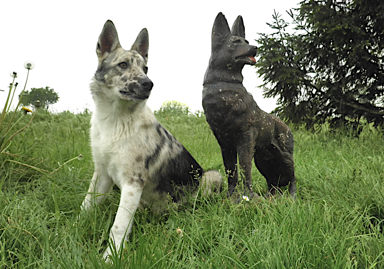 Cane Guardiano Con Gelso Vicino