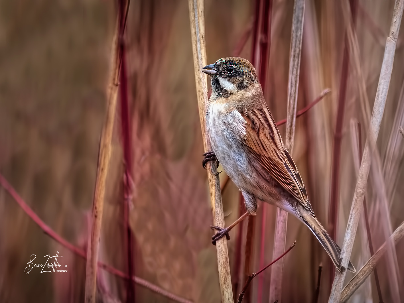 Migliarino di palude