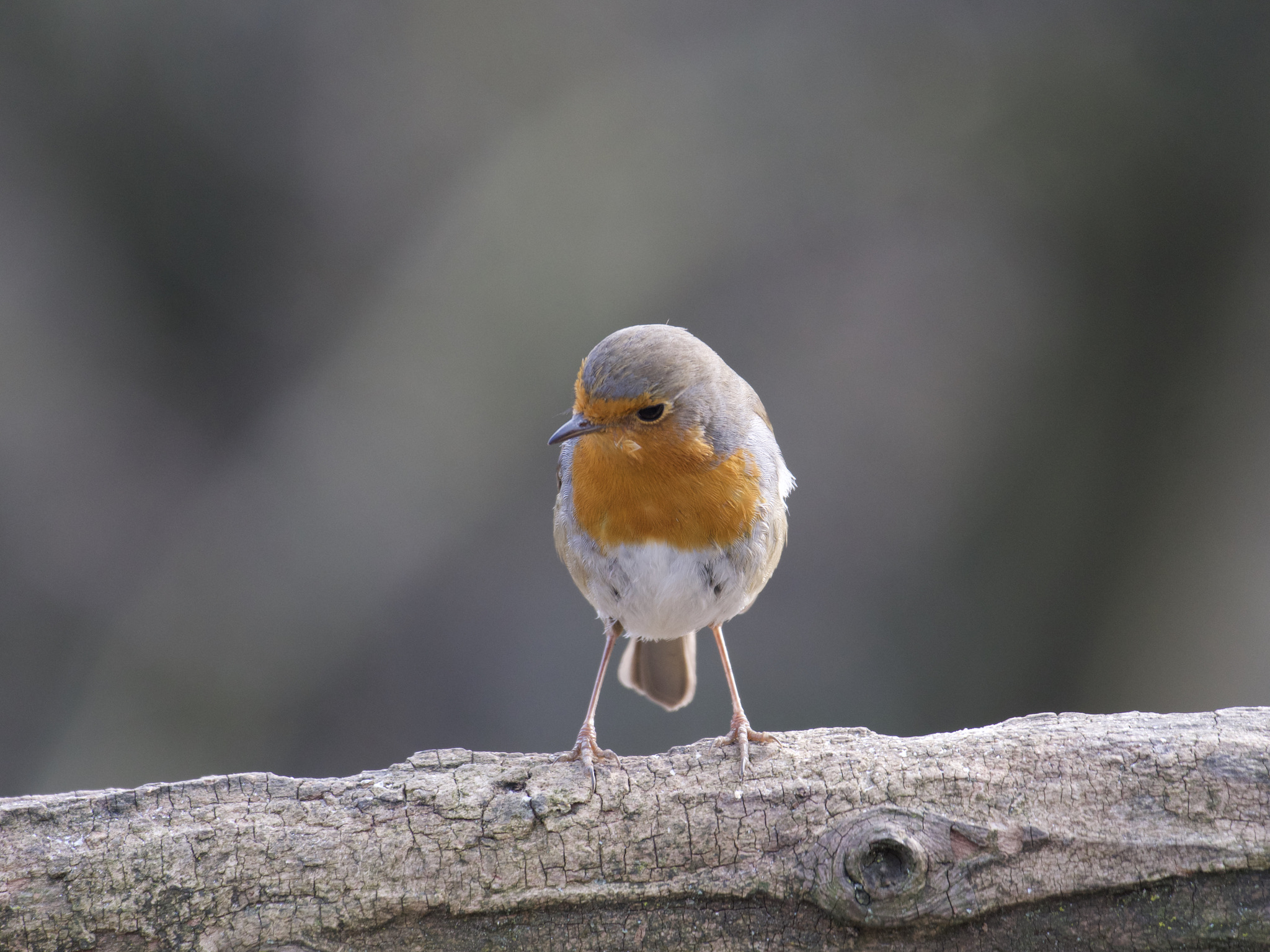 Robin 2