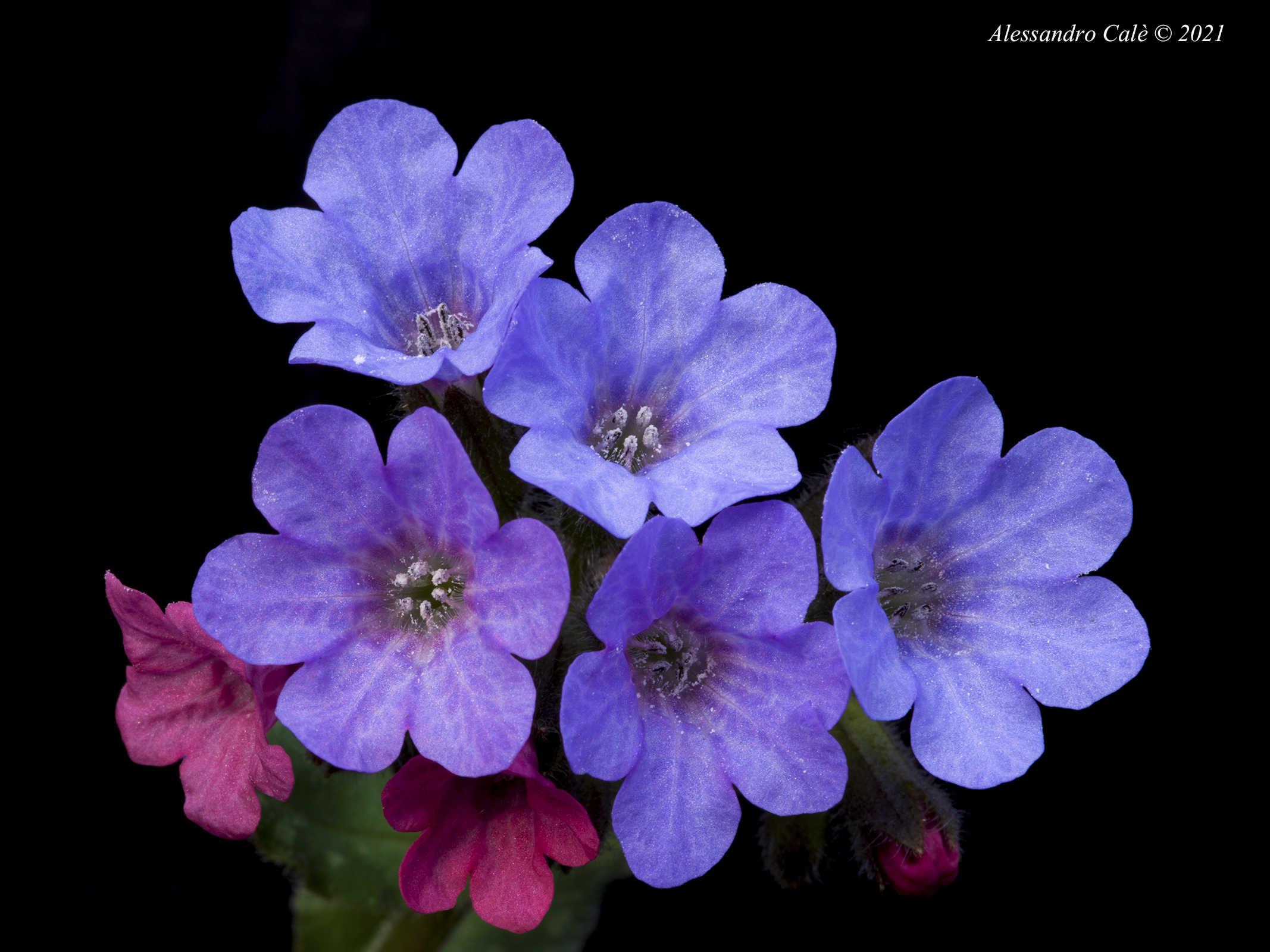 Polmonaria officinalis (Polmonaria) 8333