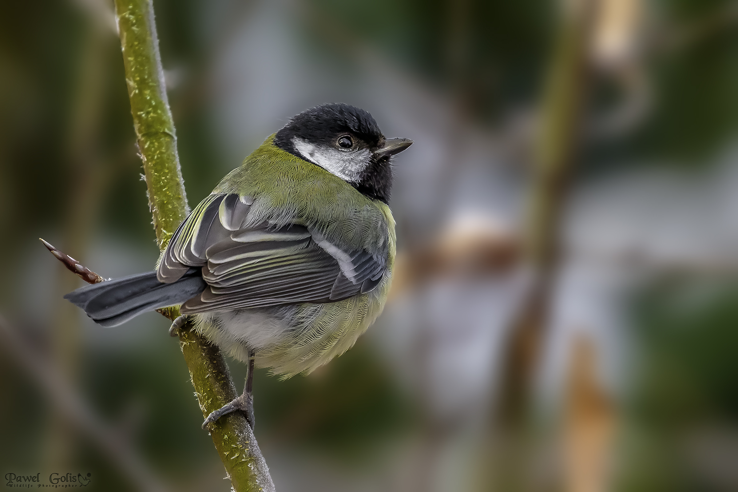 La grande tetta (Parus major)