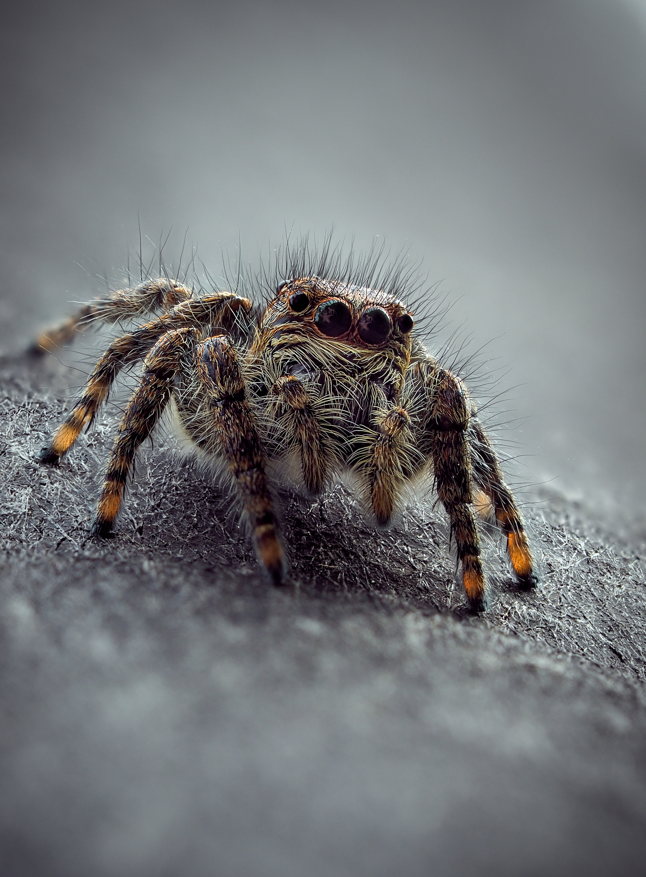 Philaeus chrysops femmina