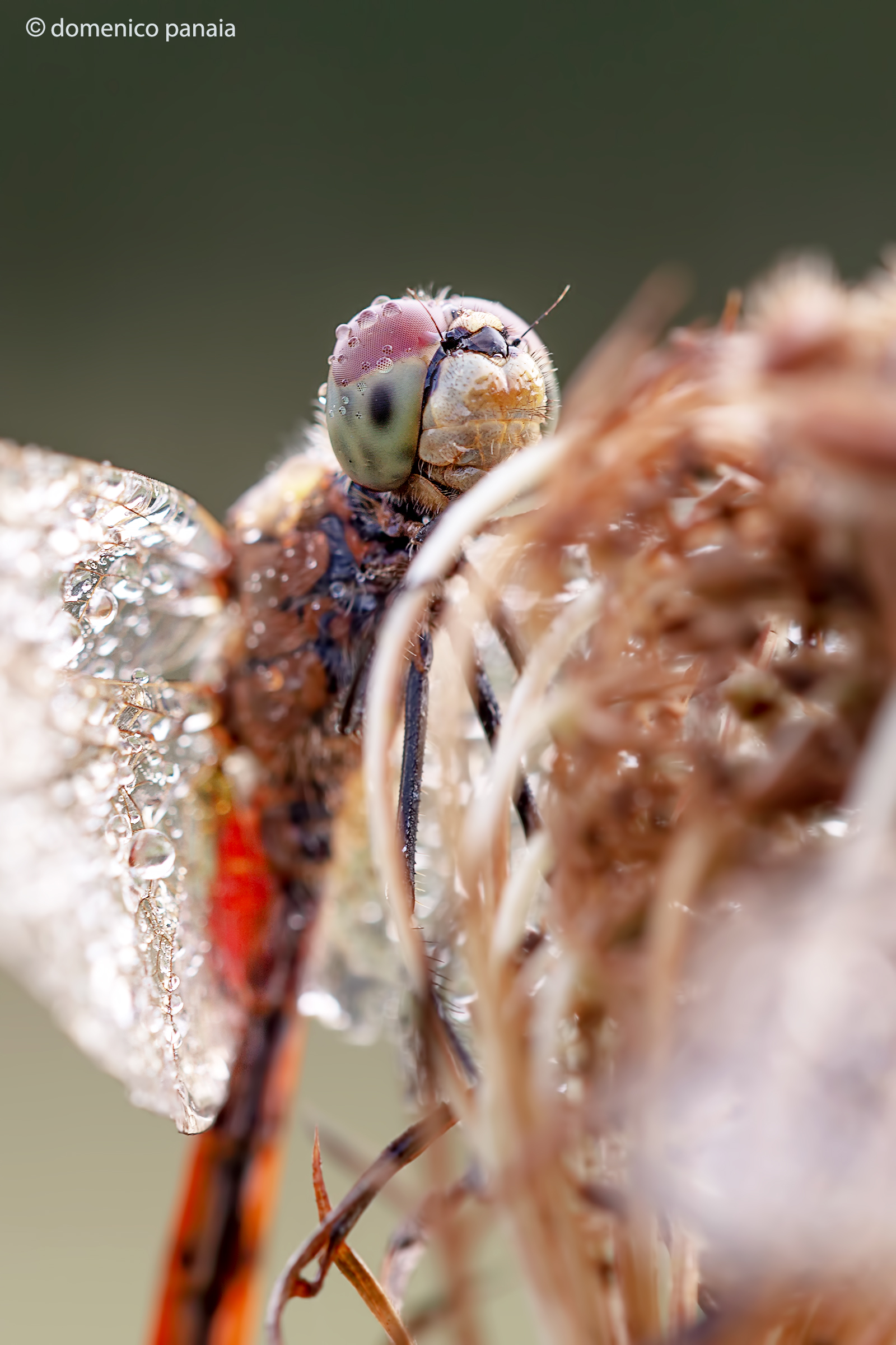 sympetrum depressisculum