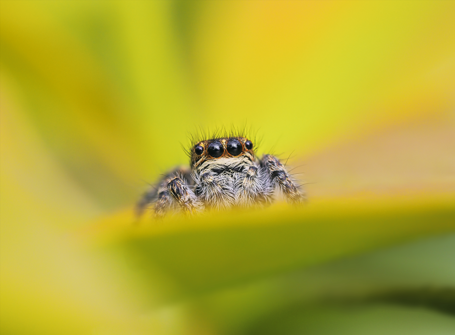 Philaeus chrysops femmina