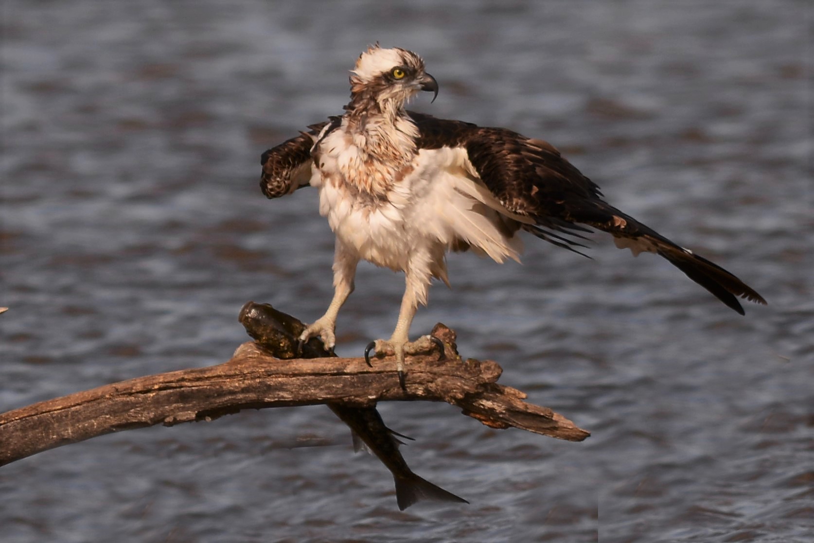Osprey